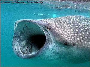 whale shark eating fish from net