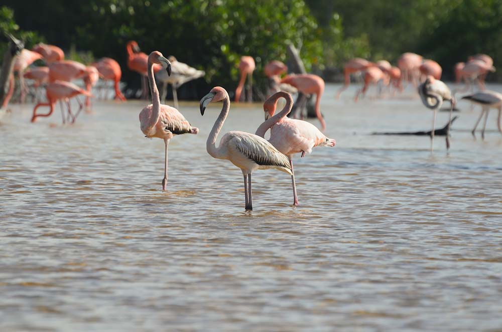 Flamingos near Celestun