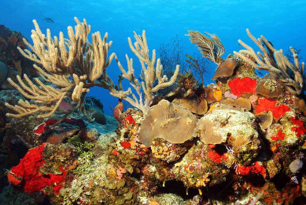 Cozumel Diving - Coral