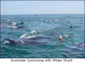 Isla Holbox Whale Sharks