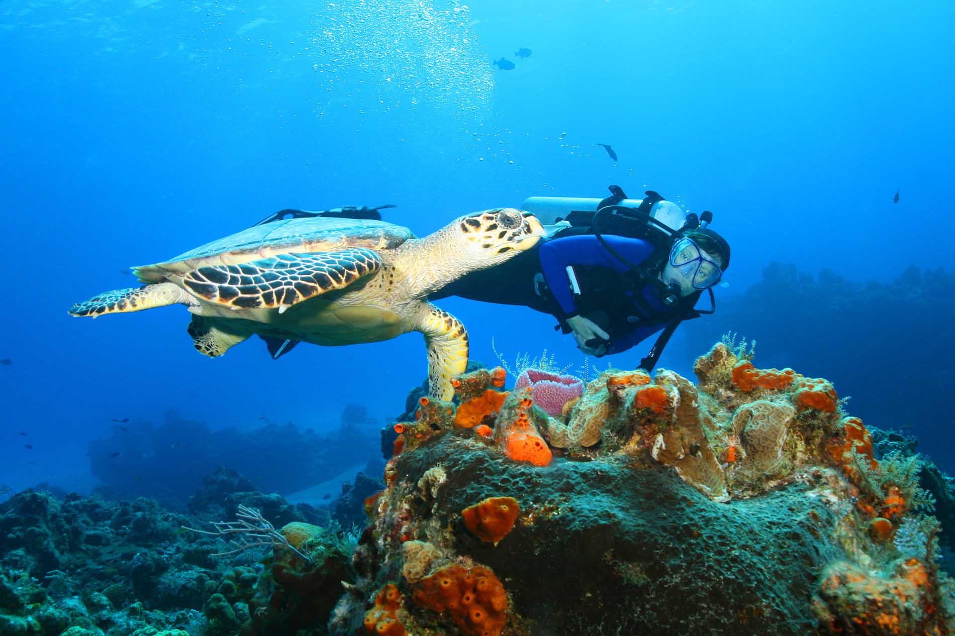 Hawksbill Turtle and Diver in Cozumel