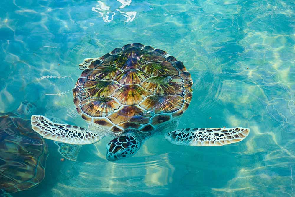 Turtle in Isla Mujeres